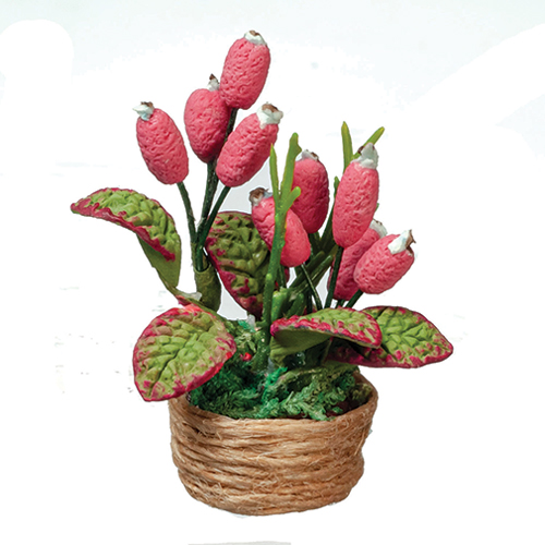Pink Cone House Plant